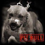 ...pit bull naučen da se bori...